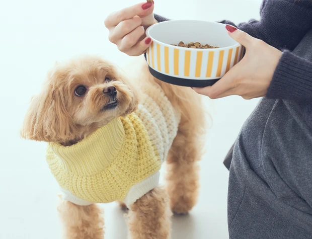 山本舞香さんが愛犬の健康のために学ぶ！ 最新のドッグフード・おやつ