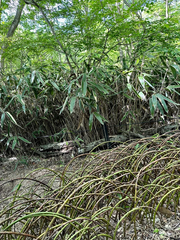 ニコライ・バーグマンが作ったガーデンで森林浴 デトックス!聞いて欲しい園内の廃材利用の工夫。_6_2