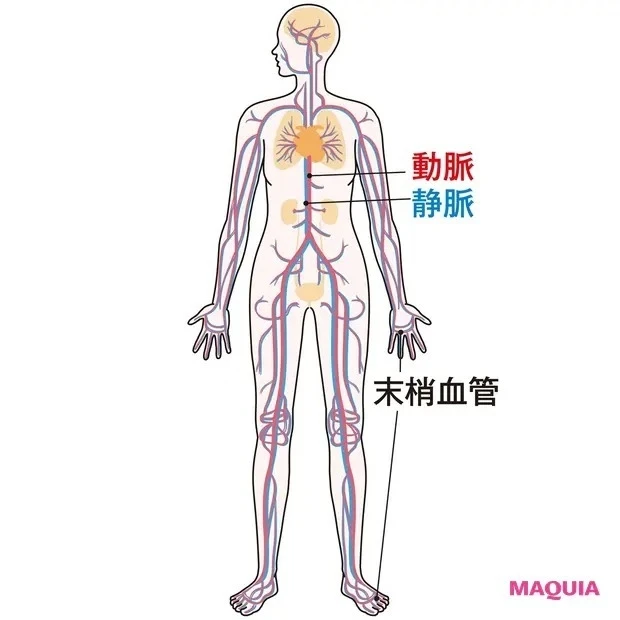 【免疫力もアップ! 血管美容】血管&血液の役割は?