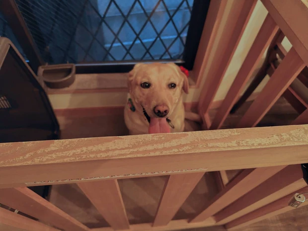 ASUKA　ひとリート　半日　リトリート　郊外　カフェ　高幡不動駅　Barry's Cafe　看板犬　ドッグ