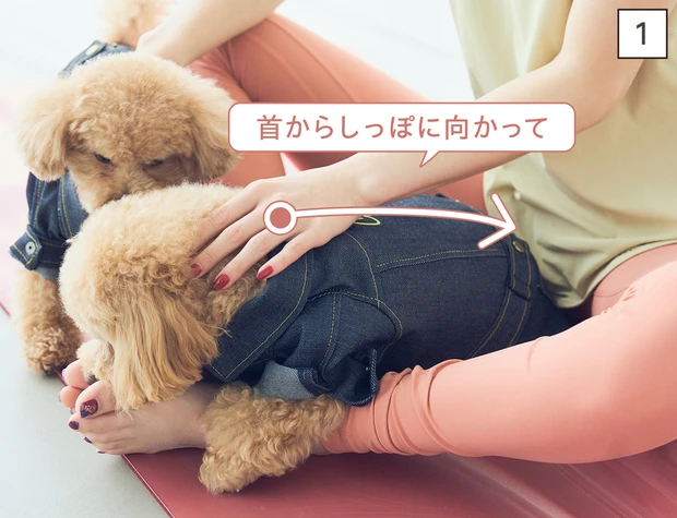 ドッグマッサージ　体温と呼吸を感じる背中さすり①