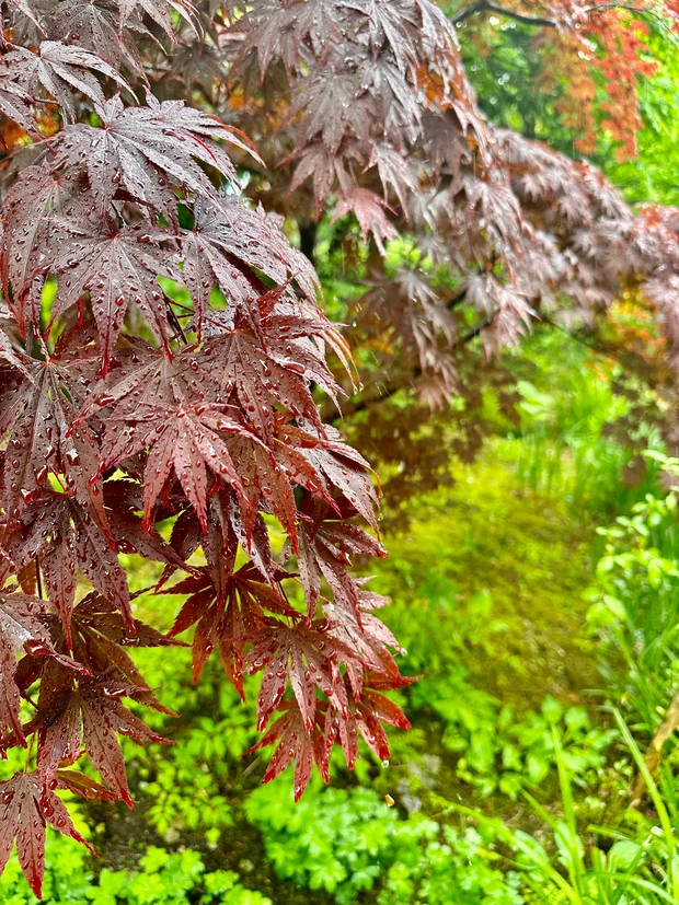 絵本の中にいるような美しい庭園「ラ・カスタ ナチュラル ヒーリング ガーデン」ブランド愛が高まる！！_3_1