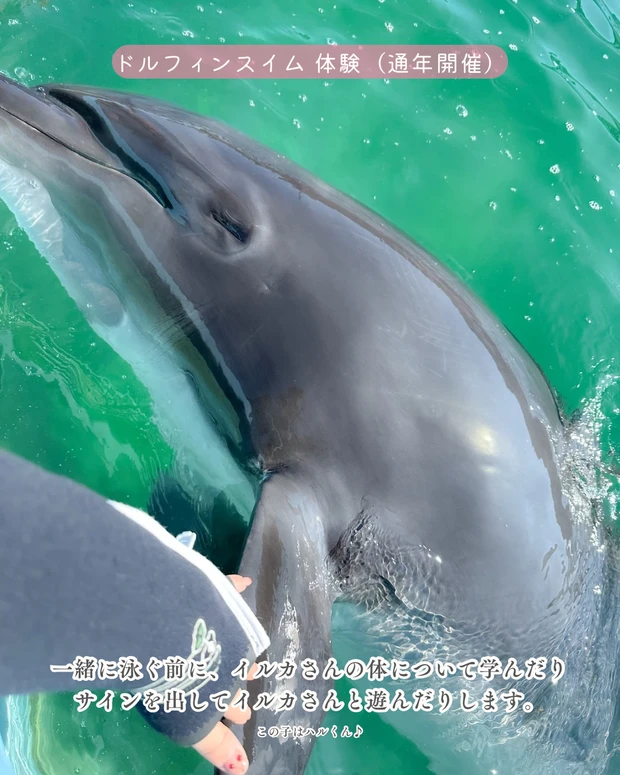 イルカ 室戸ドルフィンセンター ドルフィンスイム ドルフィンスイム体験 室戸岬 高知県 高知旅行