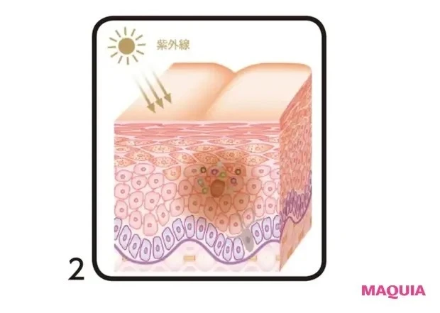 【冬のスキンケア】乾燥や紫外線、花粉などから肌を守るためのスキンケアは? 保湿と免疫力アップで肌エネルギーの高い肌になる方法_6