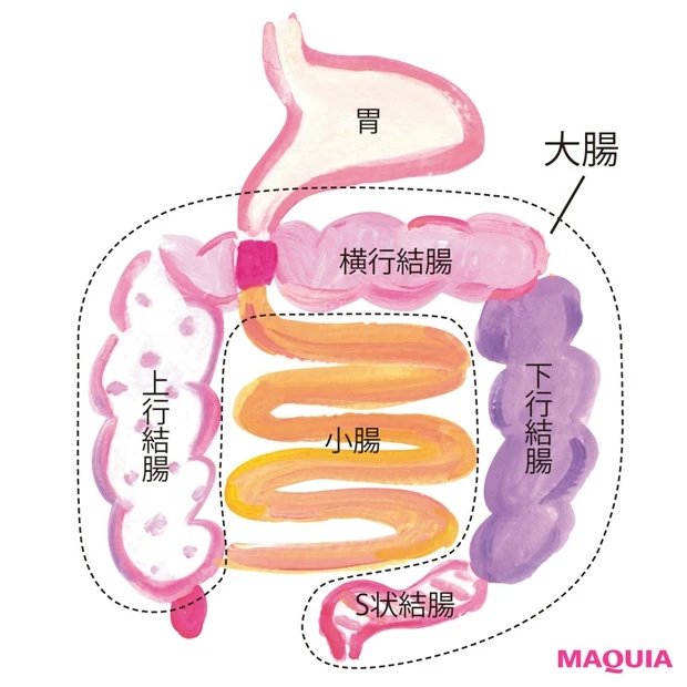 キレイのために知っておきたい【腸の基礎知識１０】