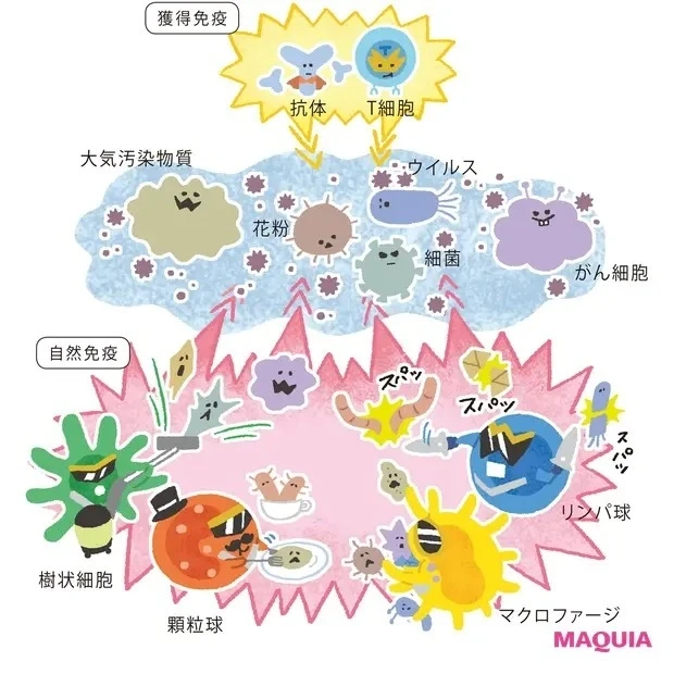 免疫とは、体、肌、心を守る「警備システム」