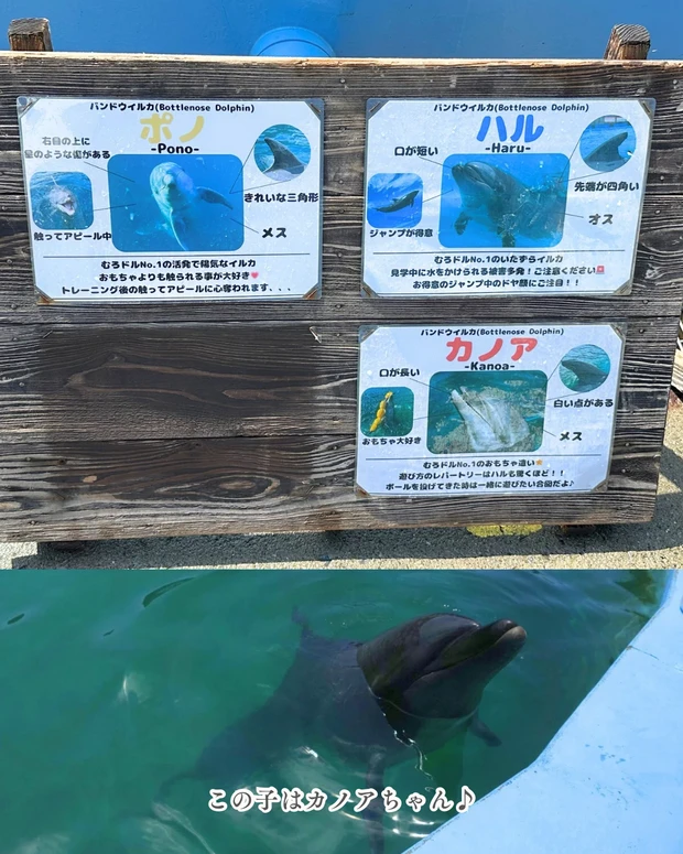 イルカ 室戸ドルフィンセンター ドルフィンスイム ドルフィンスイム体験 室戸岬 高知県 高知旅行 美容 健康 ドルフィンセラピー