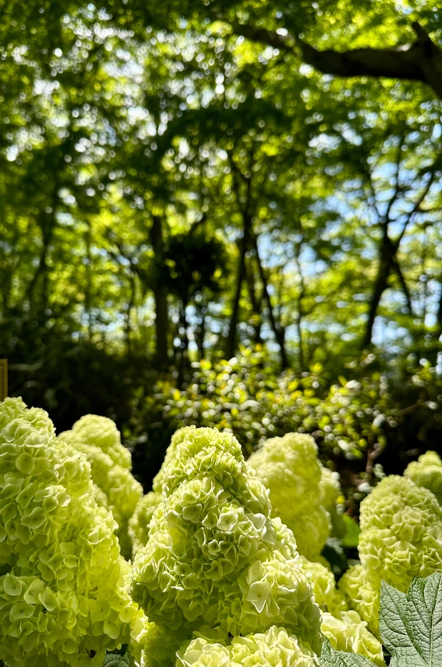 ニコライ・バーグマンが作ったガーデンで森林浴 デトックス!聞いて欲しい園内の廃材利用の工夫。_9_2