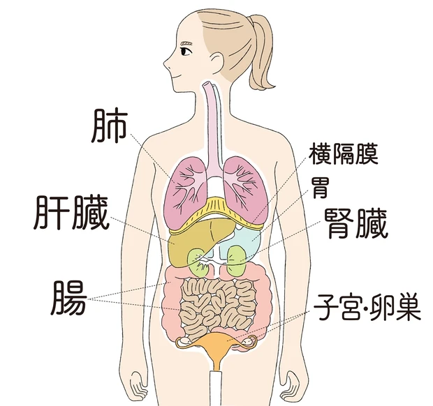 内臓美容で健やか美をget 美容に関係のある臓器をピックアップ Happy Plus ハピプラ