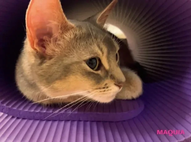 【美弥るりかさん】「ダンスはもちろん、歌や発声にも筋肉はマスト。愛猫のるっちゃんに見守られながら、家の中で全身を鍛えてます」