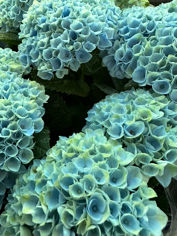 ニコライ・バーグマンが作ったガーデンで森林浴 デトックス!聞いて欲しい園内の廃材利用の工夫。_4_1