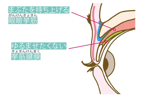 目元の断面図