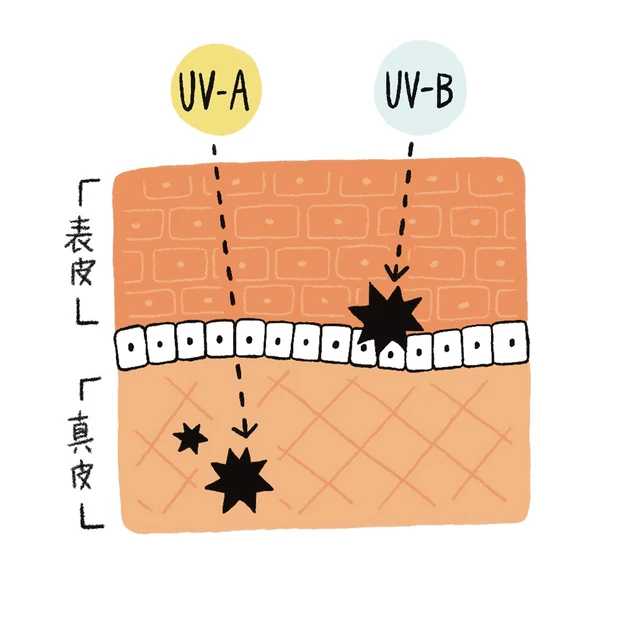 UVA、UVBの違い