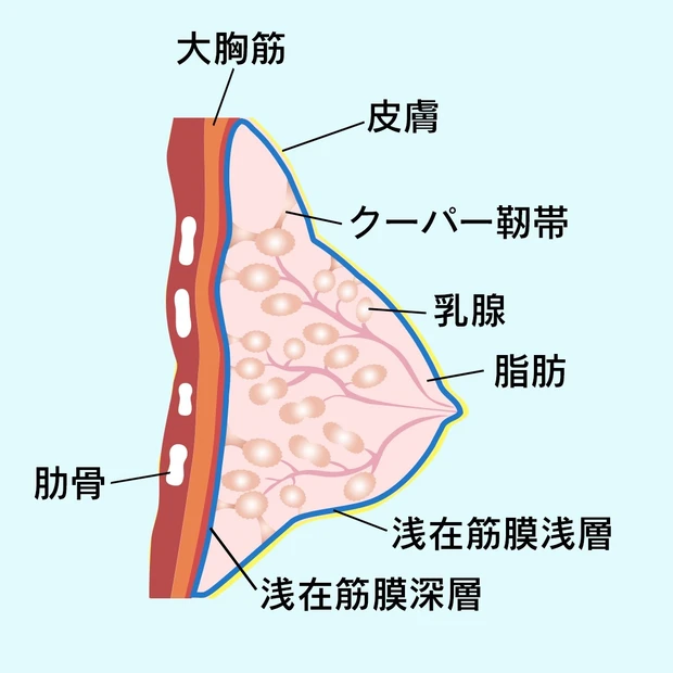 美乳の要「クーパー靱帯」って？