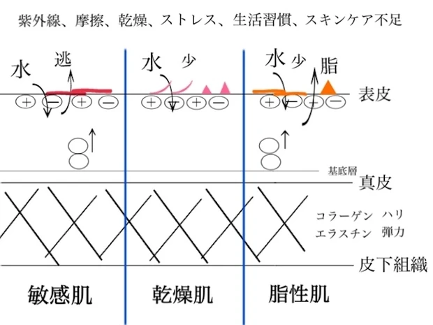肌のメカニズム