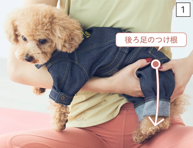 ドッグマッサージ　大きな筋肉をほぐす後ろ足マッサージ①