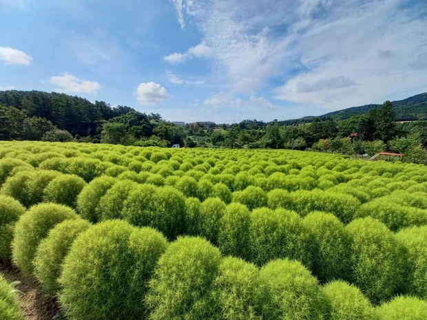 ゆにガーデン 北海道 庭園 観光スポット