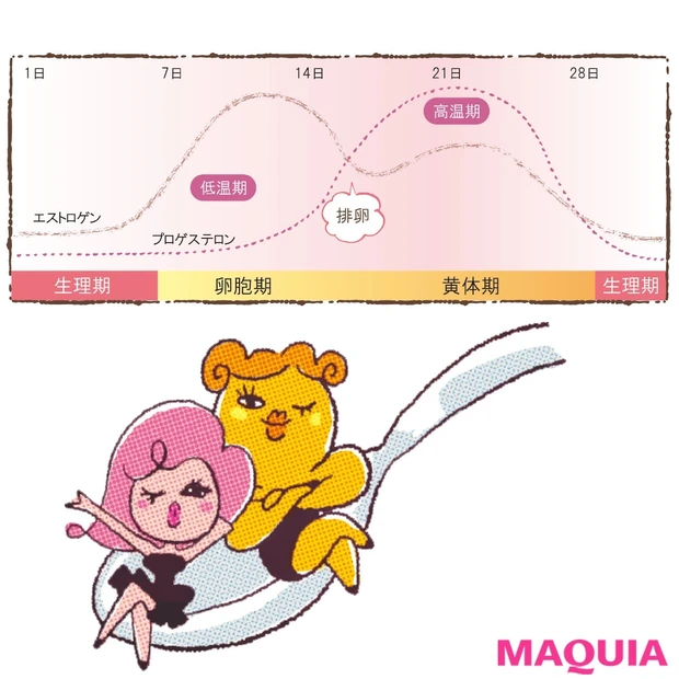 女性ホルモンが多いと太りやすい？ 量は？ 閉経後は減る？【女性ホルモンの…