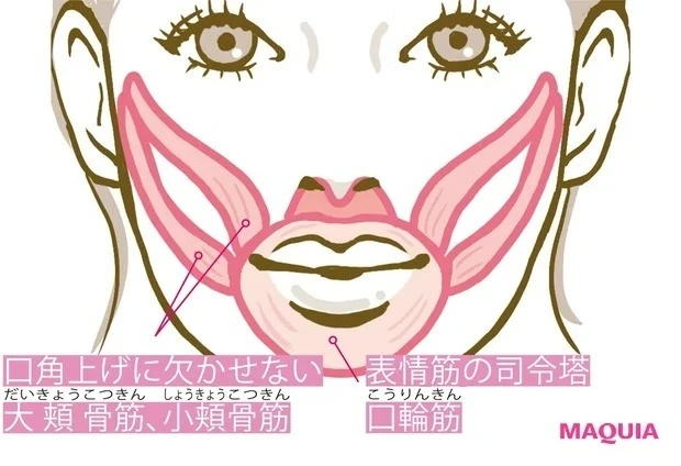 ほぐすべき顔筋の種類と役割_大頬骨筋、小頬骨筋、口輪筋をほぐして口元美人に