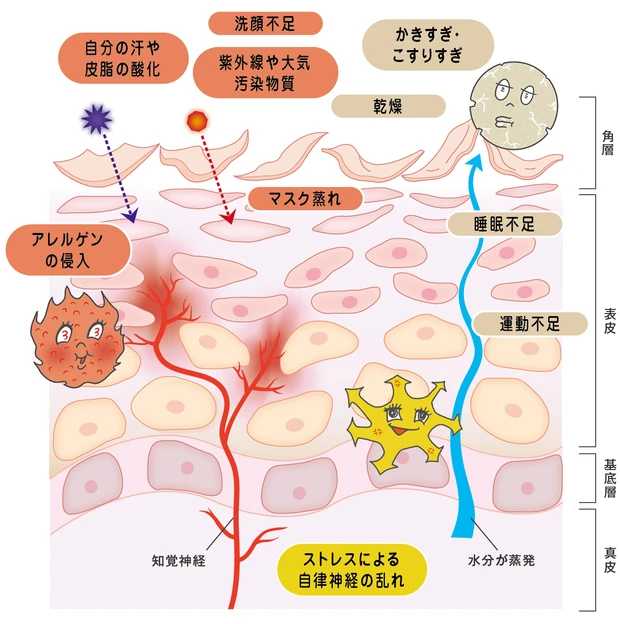 敏感肌 メカニズム