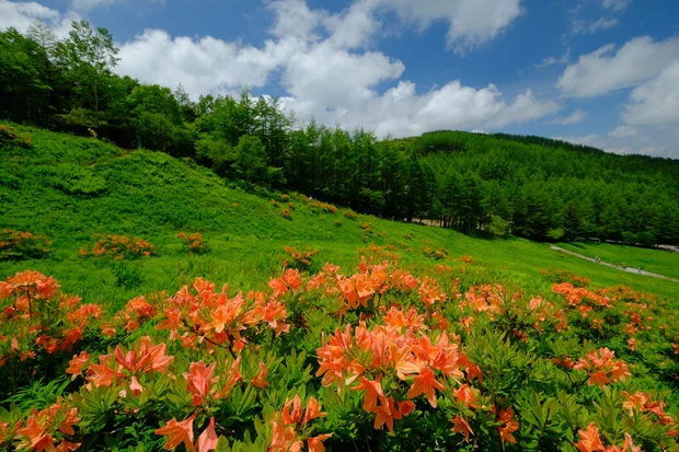 月山もも ひとリート ソロ登山 初心者 登山 半日 日帰り リトリート 長野 入笠山 入笠すずらん公園 ツツジ 5月