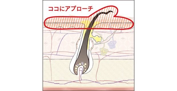 ココにアプローチ