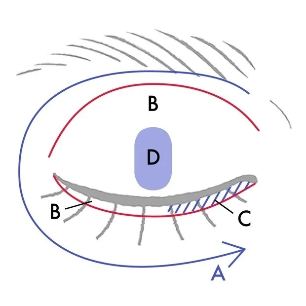 【一重アイメイク】セルヴォーク ヴォランタリーベイシス アイパレットの使い方_HOW TO USE 2