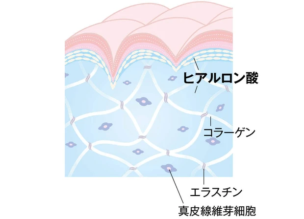 ヒアルロン酸の役割 肌断面図