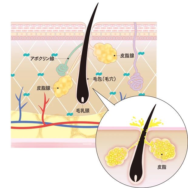 毛穴トラブルは“まわり”で起きていた！ トラブル発生のメカニズムを図解で…