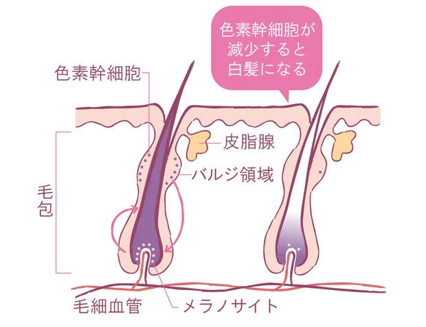 Over40の髪悩みにプロが回答 PhotoGallery_1_2