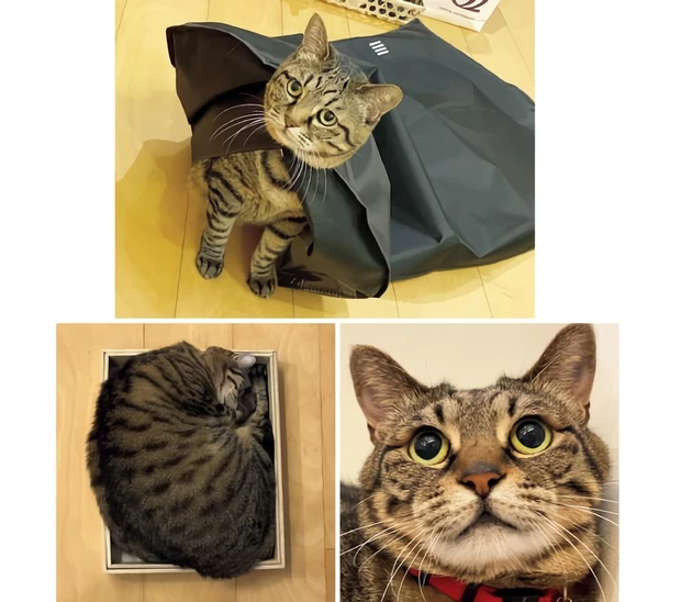 中野明海さん 無類のネコ好き	