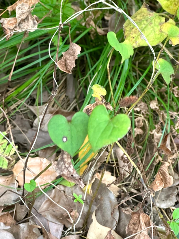 「この泡,何？」口にはめて3分で虫歯予防。_2_2