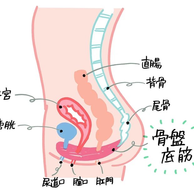 下半身がきゅっと引き締まる⁉ 話題の「膣トレ」3つの基本の動きをマスター…