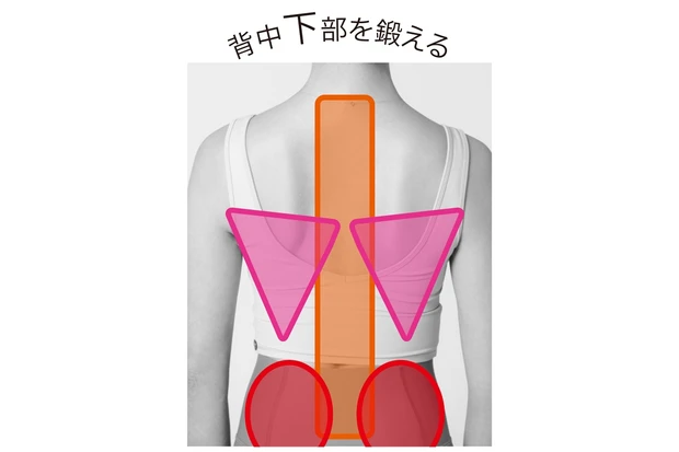 背中下部を鍛える