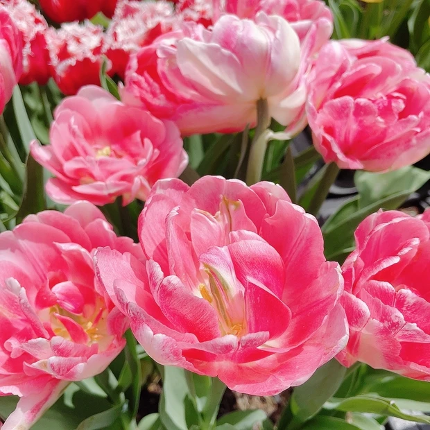 【自己紹介】MAQUIAブロガー2年目💕mimoです！！_1_1