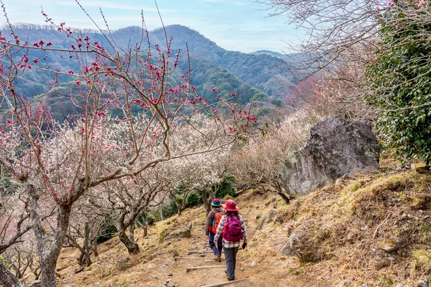 月山もも ひとリート ソロ登山 初心者 登山 半日 日帰り リトリート 関東 神奈川 幕山 湯河原温泉 高山植物