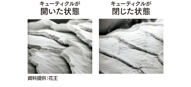キューティクルが開いた状態　キューティクルが閉じた状態　資料提供：花王