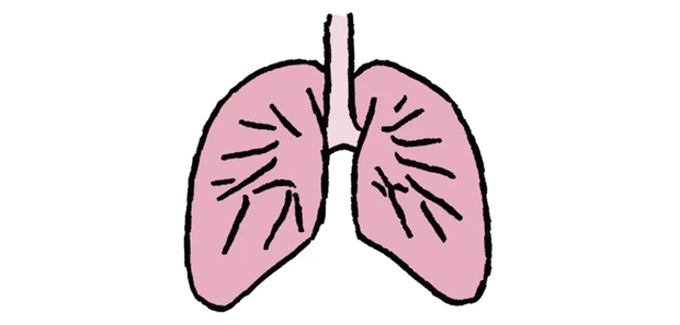 コロナ禍の今こそ知りたい 肺 の働き 口呼吸は肺を弱らせる 肺自体を鍛えることはできない Etc Happy Plus One ハピプラワン