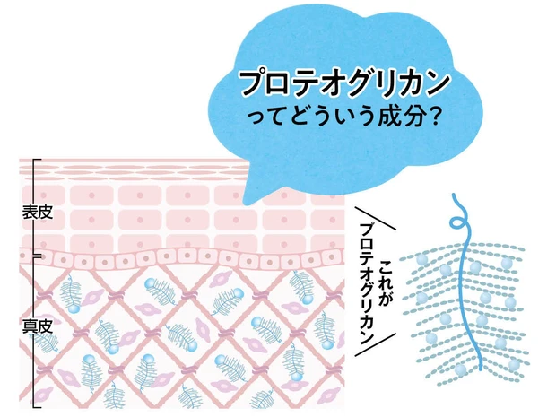 【プロテオグリカンとは】ブレイク間違いなしの次世代美容成分をチェック！