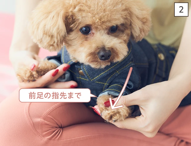 ドッグマッサージ　筋肉を緩める前足マッサージ②