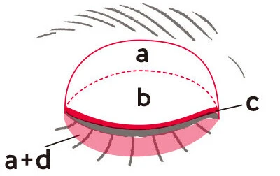 キャンメイク パーフェクトマルチアイズ おすすめの使い方 塗り方MAP