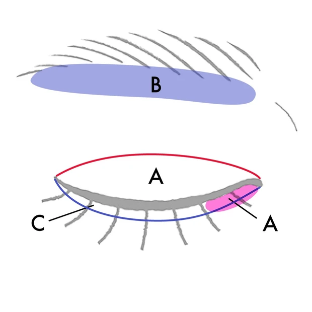 【奥二重アイメイク】ベスコス受賞セルヴォークのヴォランタリーベイシス アイパレットはこう使う！_3_2