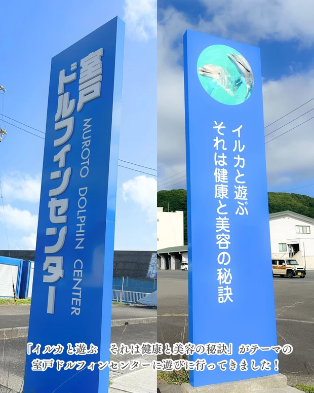 イルカ 室戸ドルフィンセンター ドルフィンスイム ドルフィンスイム体験 室戸岬 高知県 高知旅行