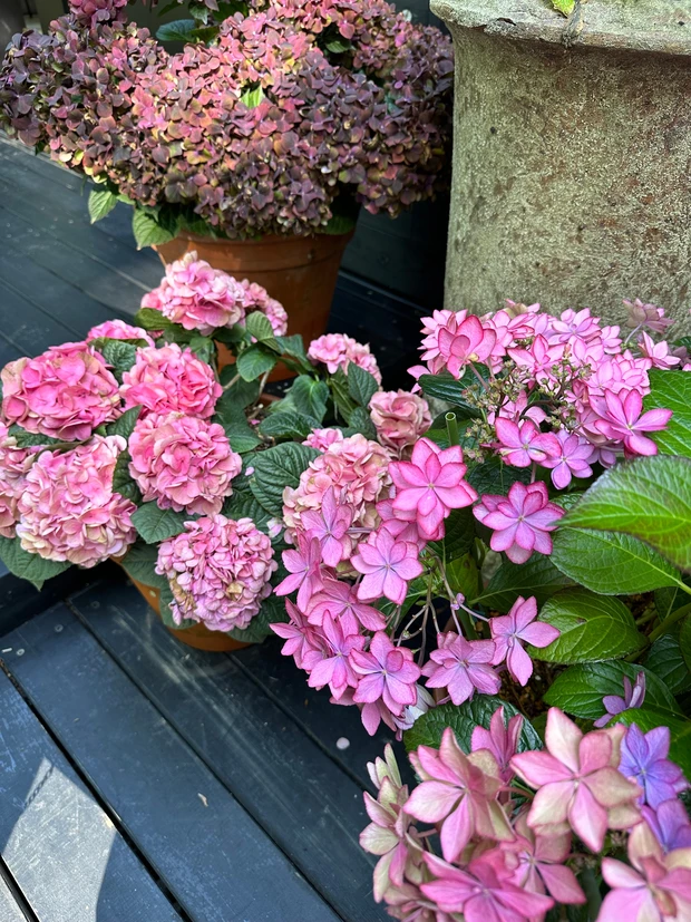 ニコライ・バーグマンが作ったガーデンで森林浴 デトックス!聞いて欲しい園内の廃材利用の工夫。_10_1