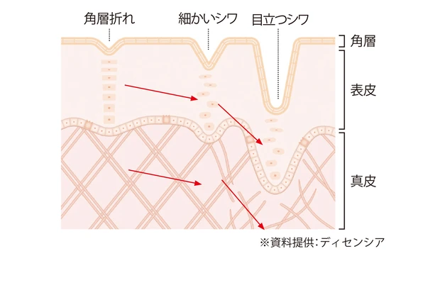 ※資料提供：ディセンシア