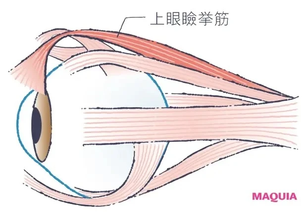 【目元のシワ対策などおすすめアイケア】まぶたのたるみ悩みには…目を開くとき使うべきはおでこの筋肉でなく上眼瞼挙筋