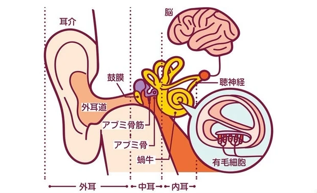 音が聞こえるしくみ