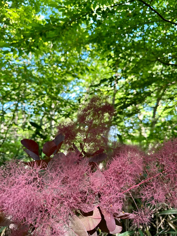 ニコライ・バーグマンが作ったガーデンで森林浴 デトックス!聞いて欲しい園内の廃材利用の工夫。_9_1