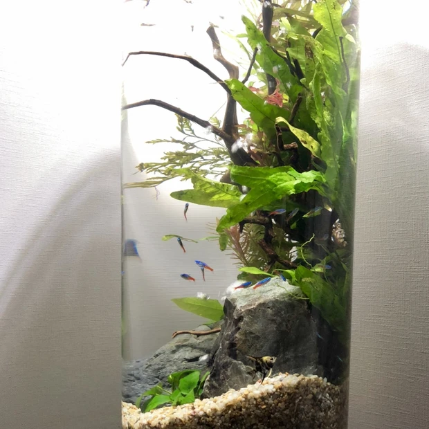 レンタルで自宅が癒し空間。インテリアアクアリウムで癒しの時間