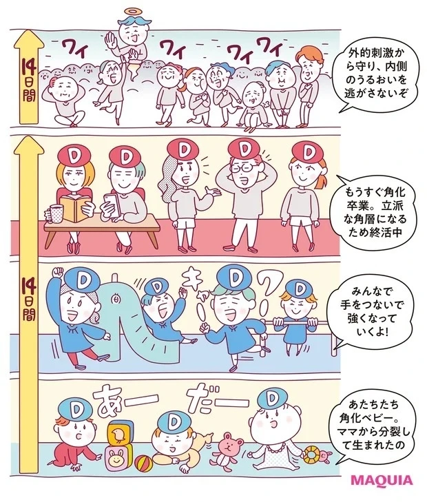 どこから生まれて、どう育つ? 「私と角層、28日のストーリー」
